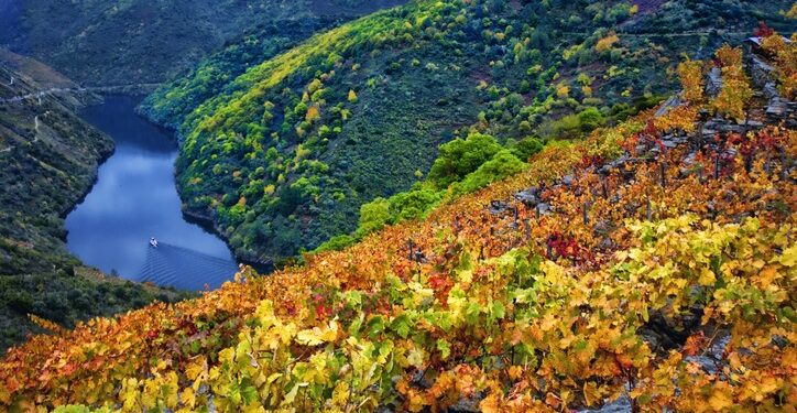 Viñedos en la Ribeira Sacra (Galicia)