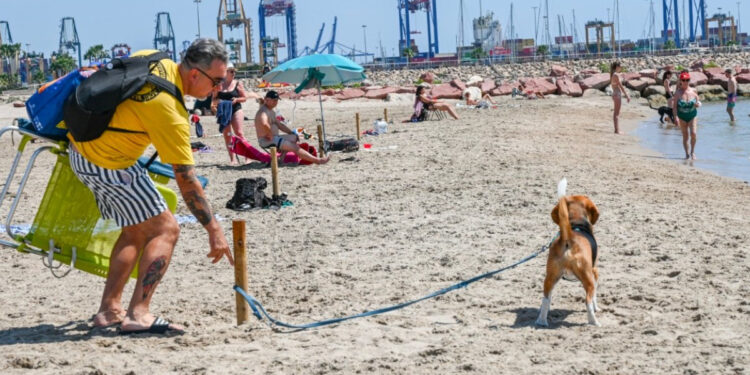Ya está abierta la playa para perros de Pinedo en Valencia