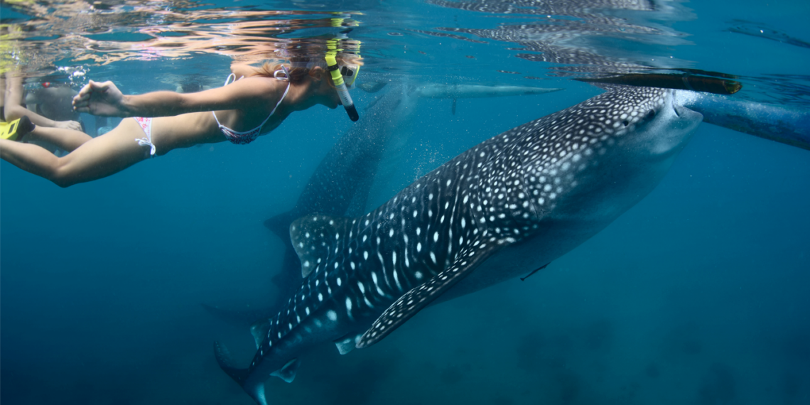 Baja California te invita disfrutar del avistamiento del Tiburón Ballena