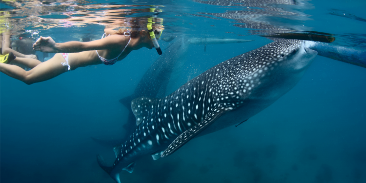 Baja California te invita disfrutar del avistamiento del Tiburón Ballena