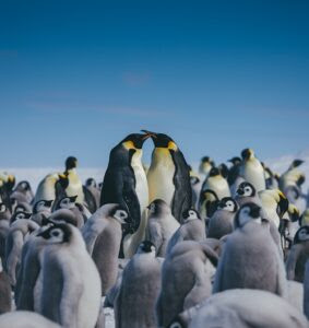 Descubre Snow Hill, el hogar del mítico Pingüino Emperador