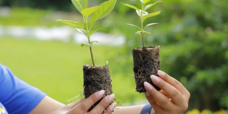 Al menos 20 mil árboles serán plantados en diferentes sitios turísticos