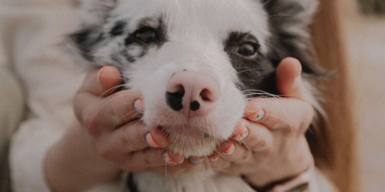 Razas de perros que no pueden viajar en avión