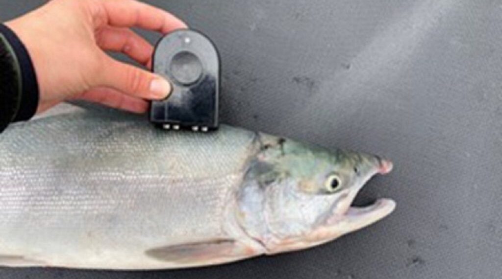 CQ Foods colabora con Bristol Bay para medir y mejorar la calidad del salmón