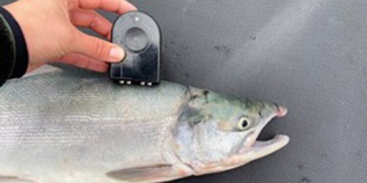 CQ Foods colabora con Bristol Bay para medir y mejorar la calidad del salmón