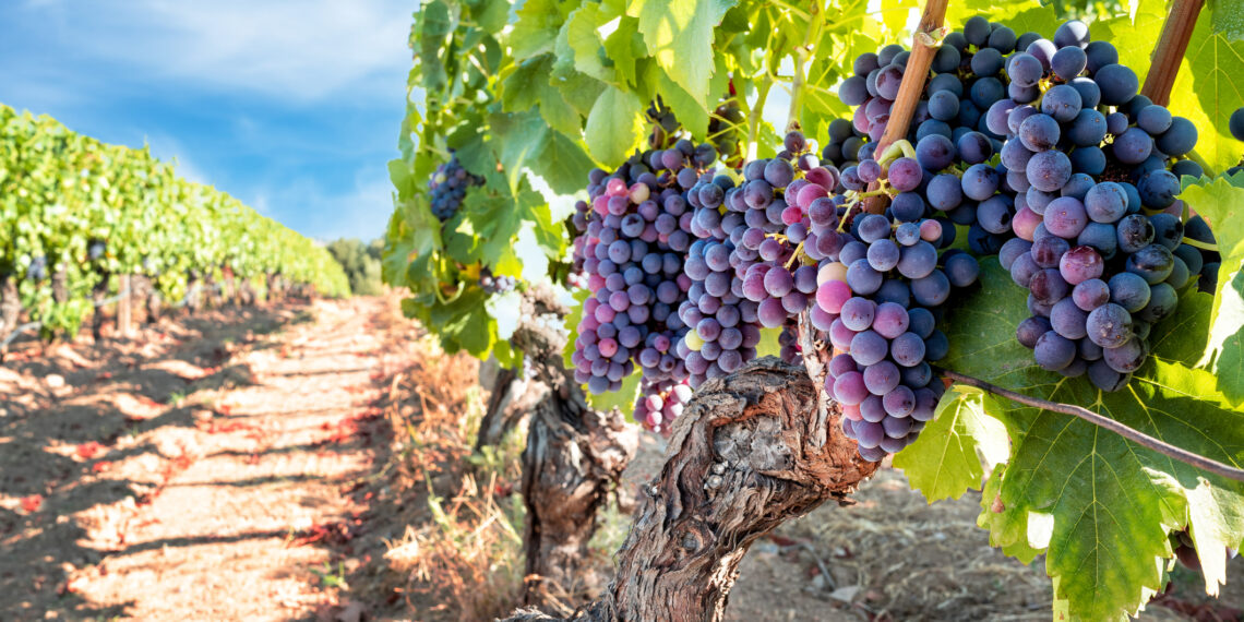 Catena Zapata encabeza la lista 2023 de los 50 Mejores Viñedos del mundo - Gastronomía - Cultura
