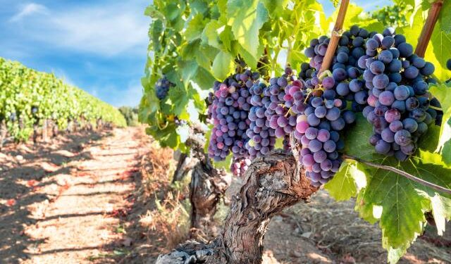Catena Zapata lidera la lista de los 50 Mejores Viñedos del Mundo para visitar