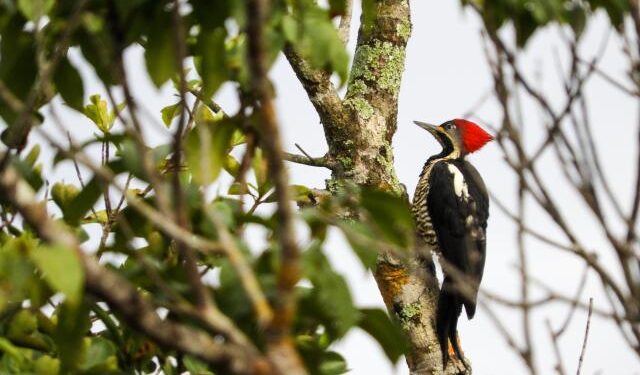 ¿Le apasiona observar aves? Estos cuatro planes son recomendados para usted