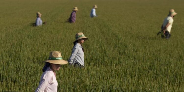 Ebro Foods, líder mundial en el sector del arroz, ganó 93 millones en el primer semestre, un 64% más