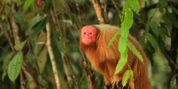 Así se vive el recorrido por el pulmón del planeta