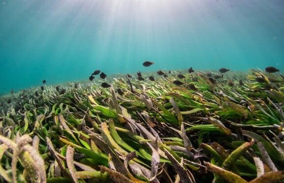 Fred Olsen Cruise Lines se asocia con Project Seagrass