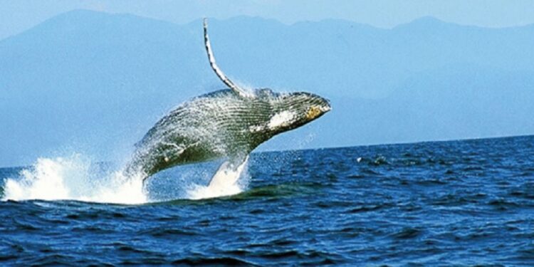 Buena derrama económica para la temporada de avistamiento de ballenas en Perú