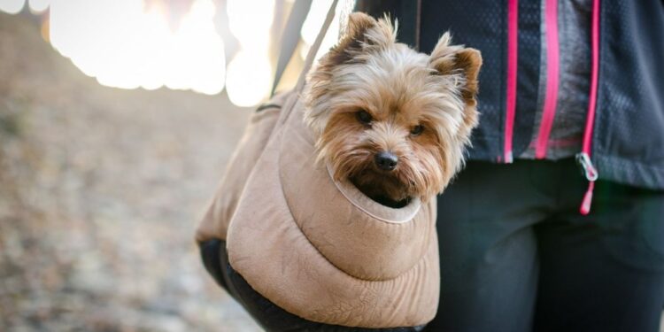 Cuánto cuesta viajar con un perro en Aeroméxico: Requisitos y costos