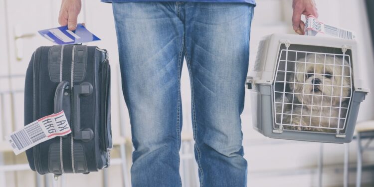 Qué tener en cuenta si planeás viajar con tu mascota en avión