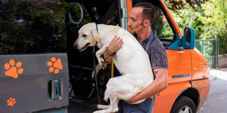 Las mejores empresas de transporte de mascotas para tu amigo fiel