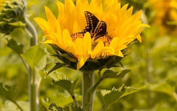 Campo de Girasoles en Santiago, NL impulsa el turismo sustentable