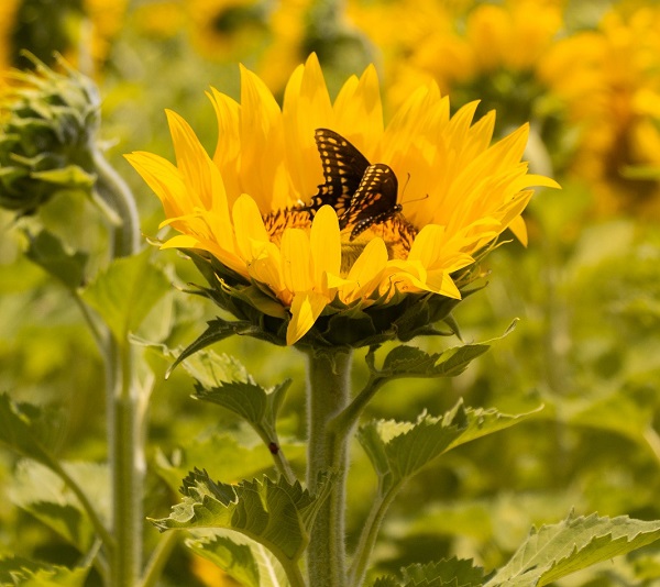 Campo de Girasoles en Santiago, NL impulsa el turismo sustentable