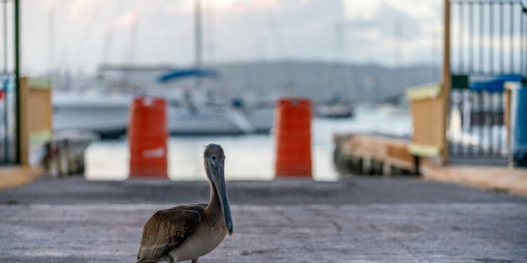Poco probable la llegada de cruceros a Ponce