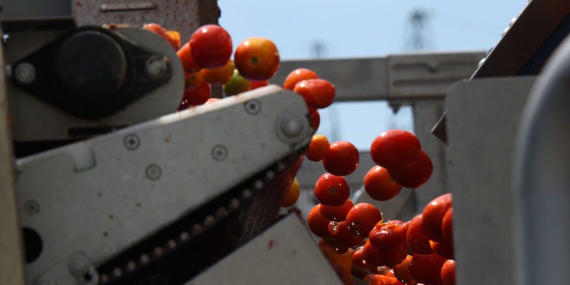Tomatoes on a factory conveyor belt being washed, representing the canned tomatoes class action.