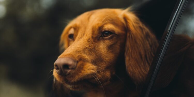 Consejos para viajar con mascotas