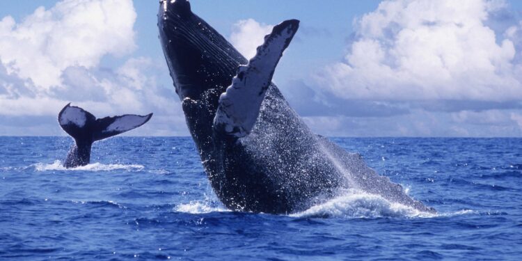 Avistamiento de ballenas: destinos y tips para disfrutar de la experiencia