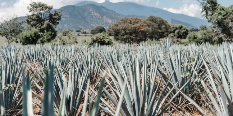 ¿Cuál es el costo del viaje en tren en el Pueblo Mágico de Tequila y cuándo dura?