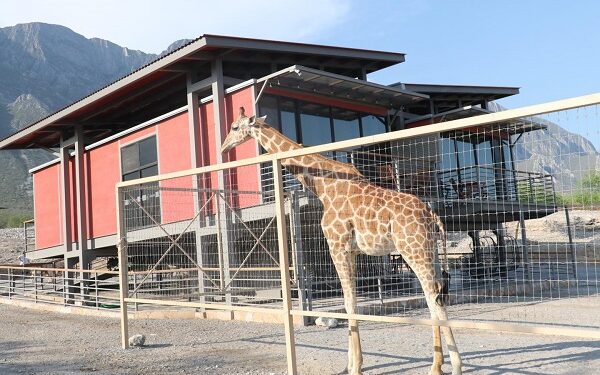 Xhant: el primer hospedaje con jirafas y animales exóticos en México