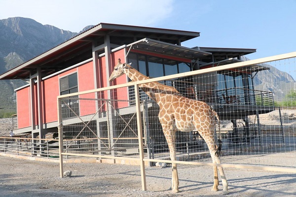 Xhant: el primer hospedaje con jirafas y animales exóticos en México