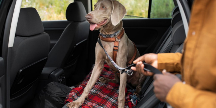 5 tips para viajar con mascotas felices y seguras en el auto