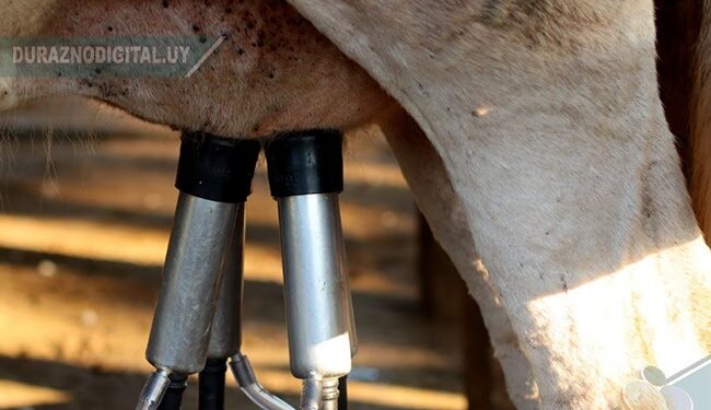 Estancias del Lago de Durazno habilitada a exportar a Arabia Saudita, confirmó el MGAP