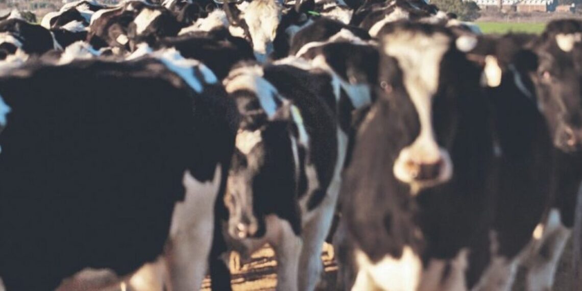 Arabia Saudita habilitó 10 plantas uruguayas para exportar leche y subproductos lácteos - Rurales