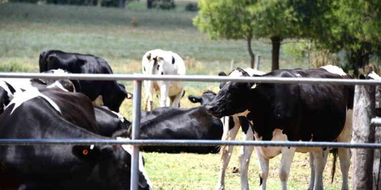 Arabia Saudita homologó los certificados sanitarios para importar lácteos uruguayos