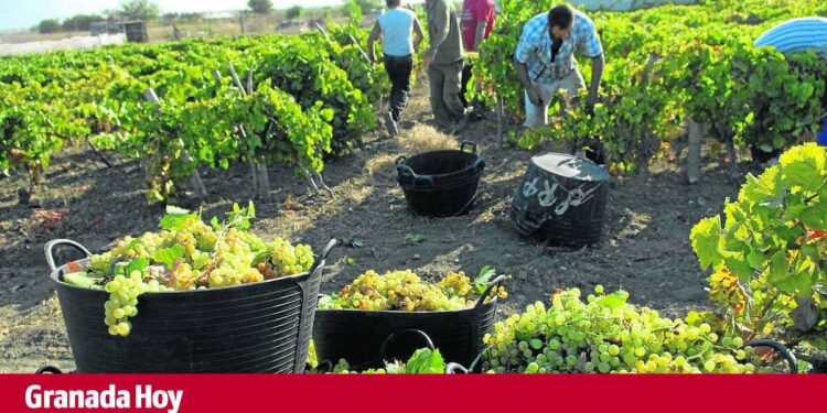 Comienzan los primeros viajes de granadinos para trabajar en la vendimia francesa