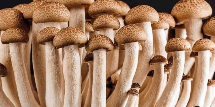 ley actual aún impide investigación sobre estas sustancias y su potencial médico