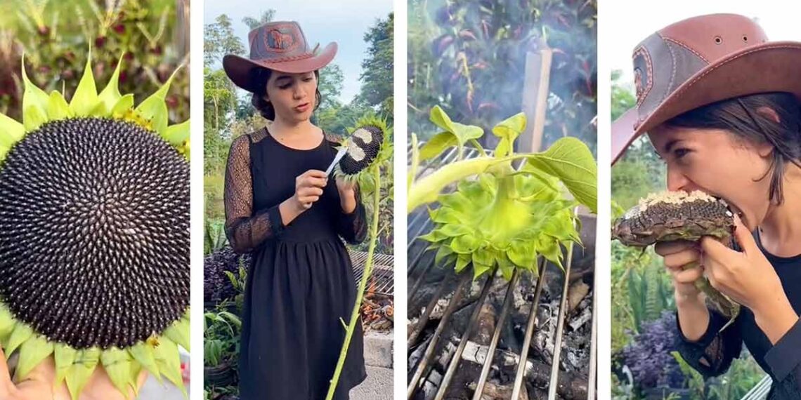 Girasoles asados, receta que sorprende por su gran sabor