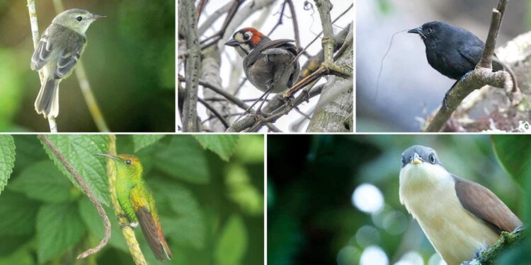Estos son los mejores lugares para observar las 7 aves endémicas de Costa Rica