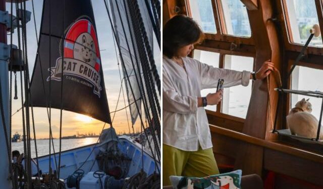 Este es el crucero de mega lujo para michis con sus dueños: gatos de estrato 50