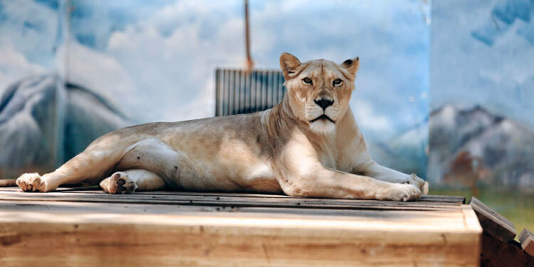 Piden promover el zoológico como atractivo turístico –
