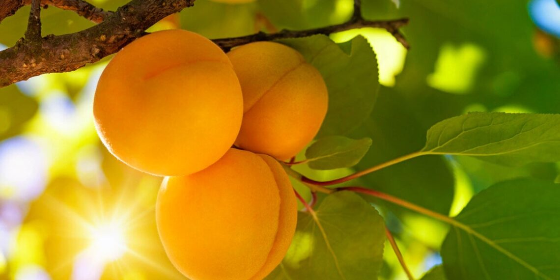 La fruta poco consumida que es rica en vitaminas A, C y E