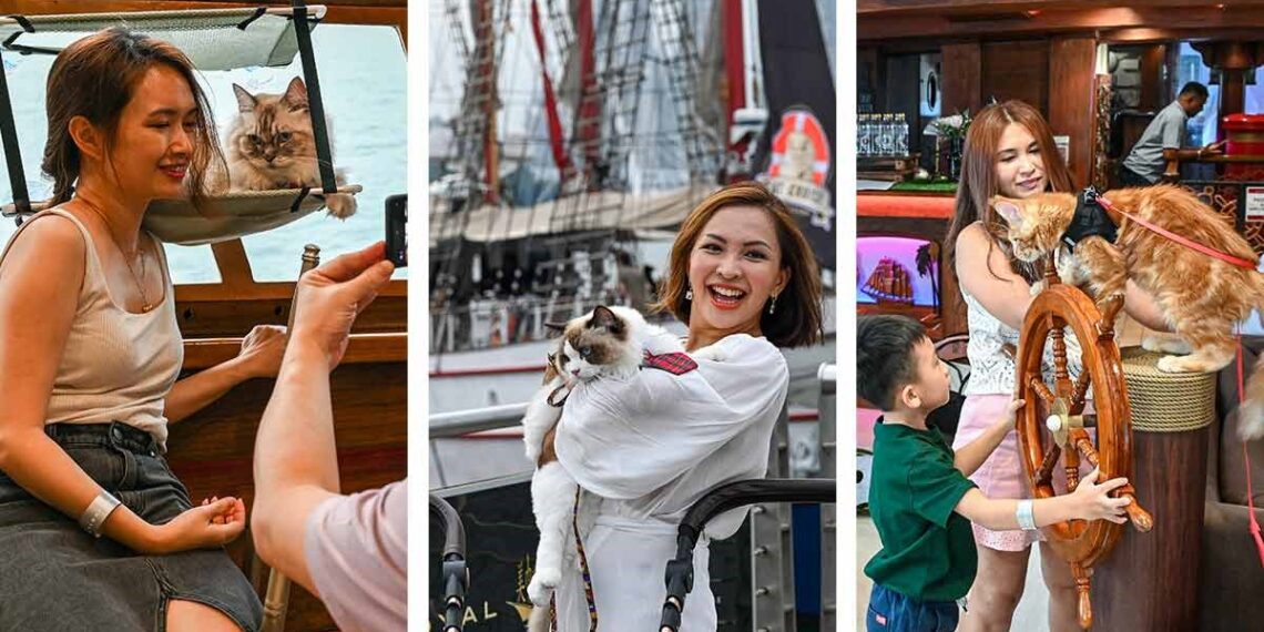 Cruceros para gatos en Singapur causan sensación, puro michistyle