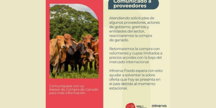 Minerva Foods reanuda sus actividades de beneficio en Colombia - Noticias de empresa