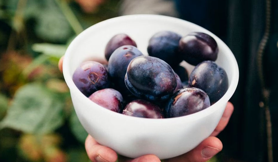 Revolucionario proyecto busca transformar descartes hortofrutícolas en ingredientes funcionales – G5noticias
