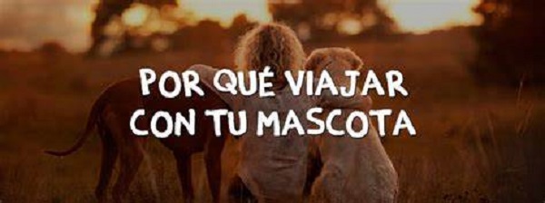 Crecen 92% las noches reservadas en Airbnb por mexicanos que viajan con mascotas
