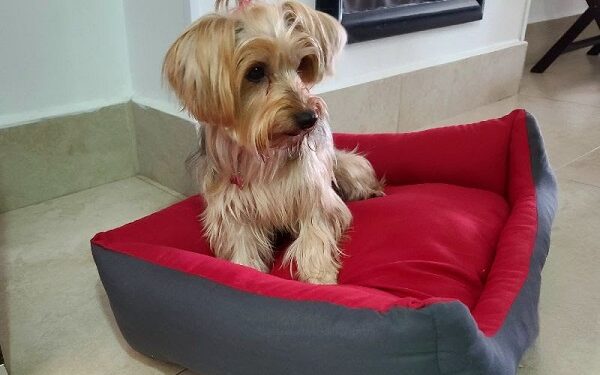 Perrhijos, mascotas, animales de servicio y de apoyo emocional son bien recibidos en los hoteles Wyndham Garden Cancun Downtown y Fairfield Cancun Downtown