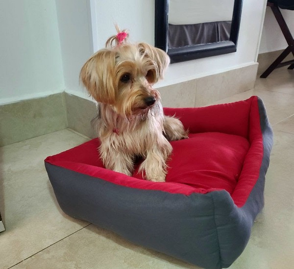 Perrhijos, mascotas, animales de servicio y de apoyo emocional son bien recibidos en los hoteles Wyndham Garden Cancun Downtown y Fairfield Cancun Downtown