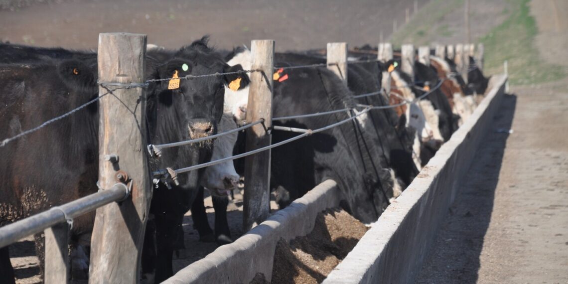 Operación Marfrig/Minerva, también genera incertidumbre en el negocio del corral - Rurales
