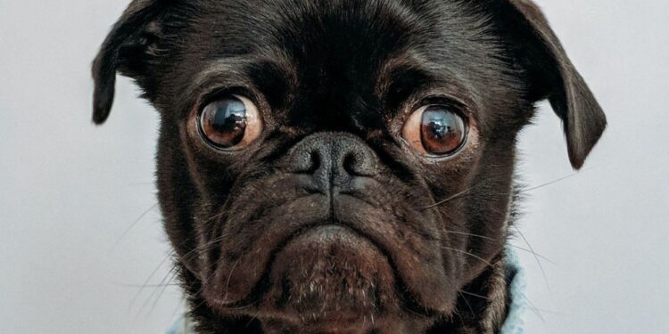 15 healthiest dog foods - Upworthy