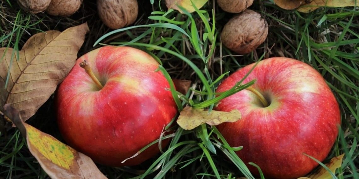 6 foods to maintain healthy cholesterol levels in the body
