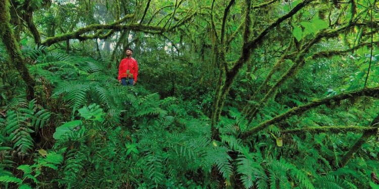 Turismo nacional: cuáles son los destinos más populares para descubrir la biodiversidad argentina