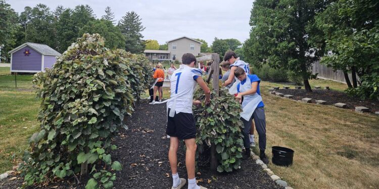Princeton High School foods class uses local historic grapes to create 147 pints of jelly – Shaw Local